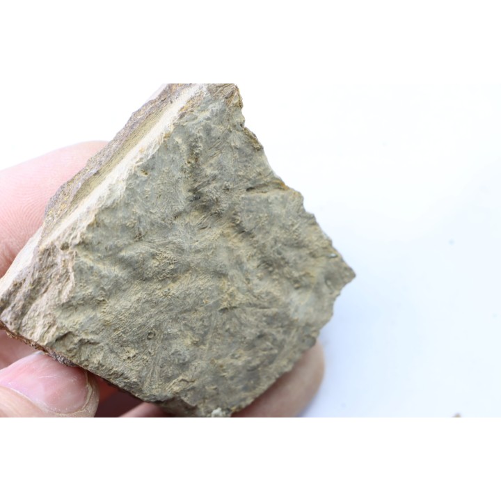 dinosaure freak: TRICERATOPS HORRIDUS