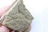 dinosaure freak: TRICERATOPS HORRIDUS