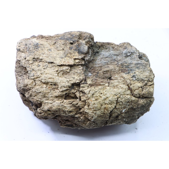 dinosaure freak: TRICERATOPS HORRIDUS