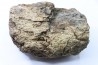dinosaure freak: TRICERATOPS HORRIDUS
