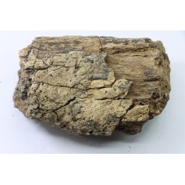 dinosaure freak: TRICERATOPS HORRIDUS