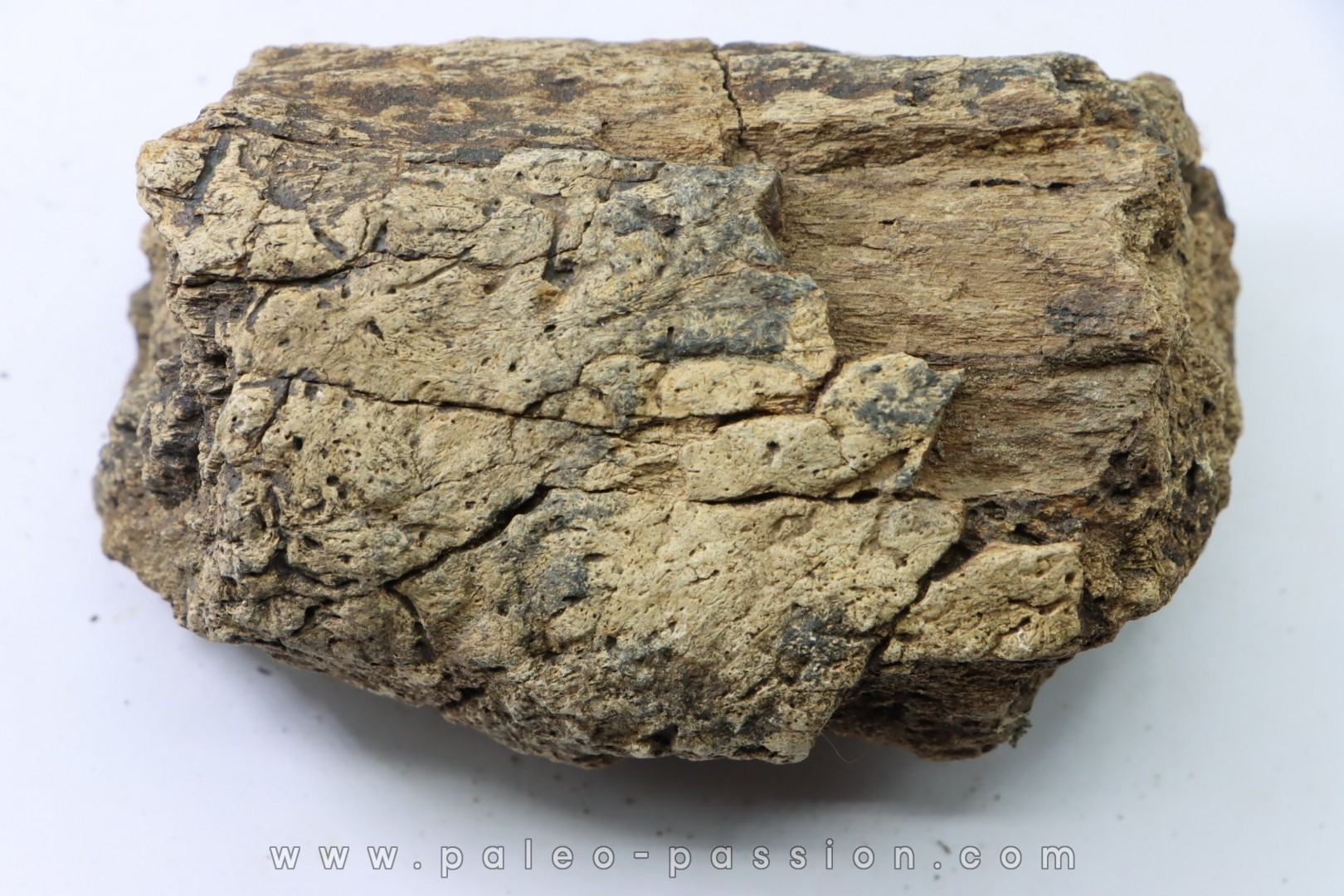 dinosaure freak: TRICERATOPS HORRIDUS