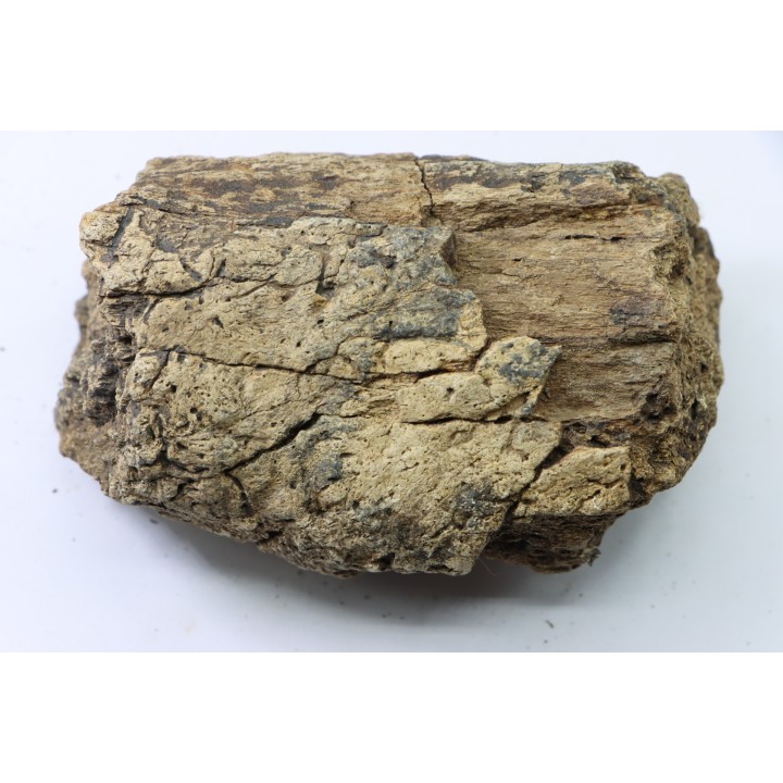 dinosaure freak: TRICERATOPS HORRIDUS