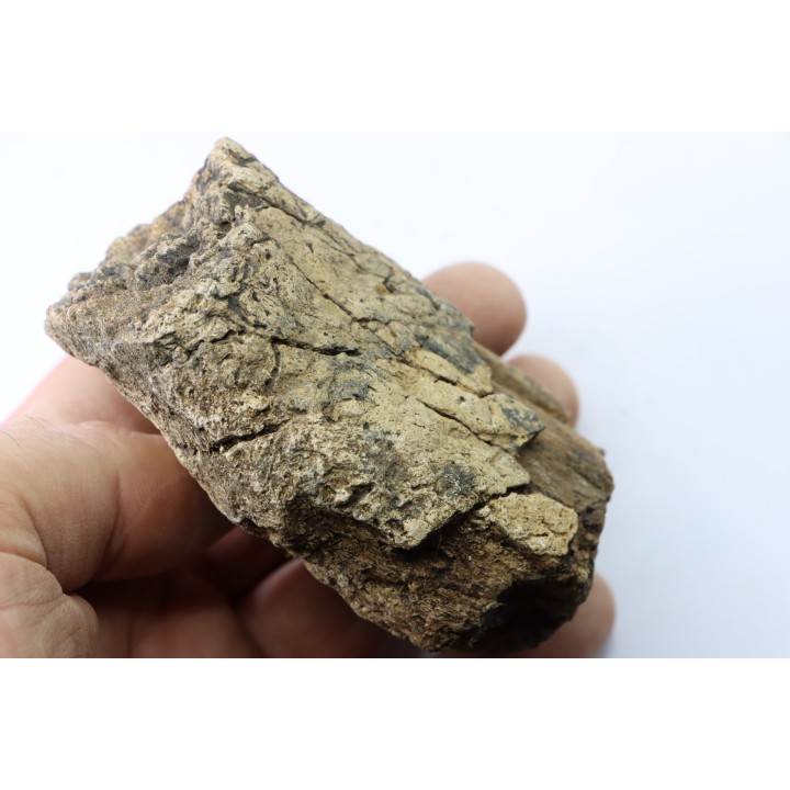 dinosaure freak: TRICERATOPS HORRIDUS