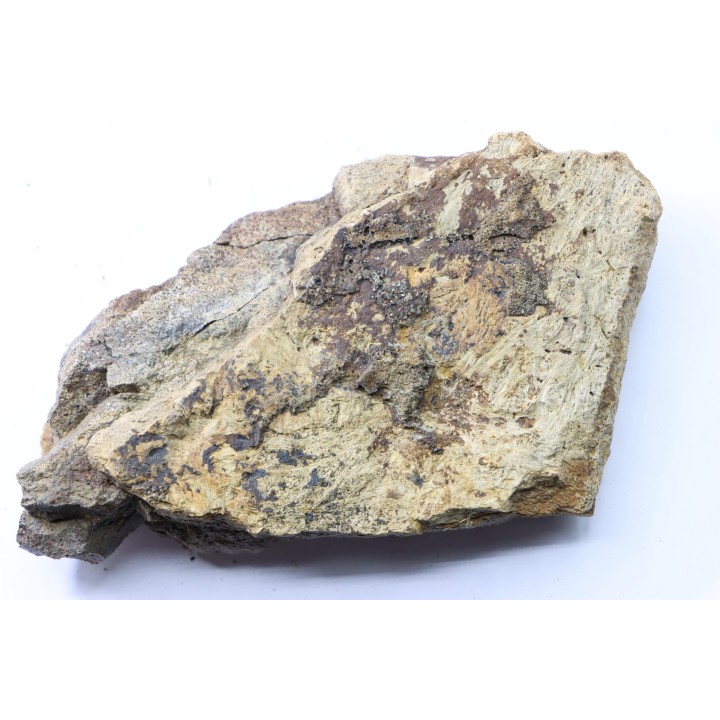 dinosaure freak: TRICERATOPS HORRIDUS