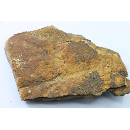 dinosaure freak: TRICERATOPS HORRIDUS