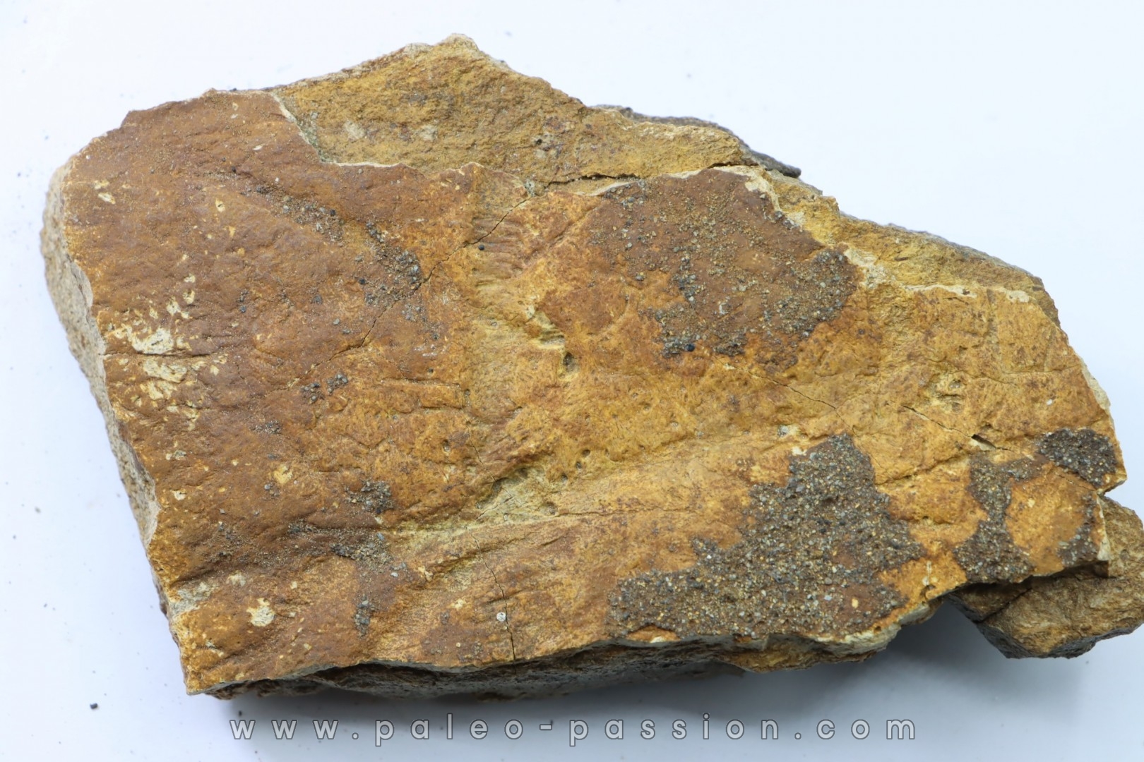 dinosaure freak: TRICERATOPS HORRIDUS
