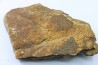 dinosaure freak: TRICERATOPS HORRIDUS