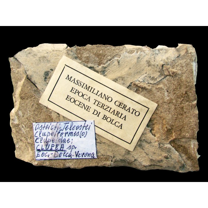 CLUPEA sp. monte bolca