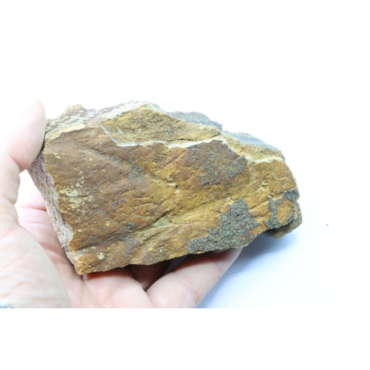 dinosaure freak: TRICERATOPS HORRIDUS