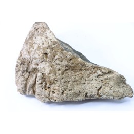 Dinosaure: fragment de collerette de TRICERATOPS HORRIDUS - Hell Creek  Fmt - crétacé sup. - Glendive County, Montana