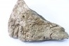 Dinosaure: fragment de collerette de TRICERATOPS HORRIDUS - Hell Creek  Fmt - crétacé sup. - Glendive County, Montana