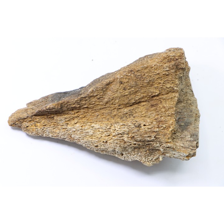 dinosaure freak: TRICERATOPS HORRIDUS