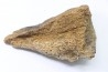 Dinosaure: fragment de collerette de TRICERATOPS HORRIDUS - Hell Creek  Fmt - crétacé sup. - Glendive County, Montana