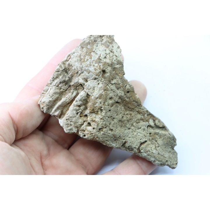 dinosaure freak: TRICERATOPS HORRIDUS