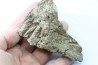 dinosaure freak: TRICERATOPS HORRIDUS