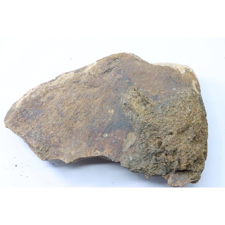 dinosaure freak: TRICERATOPS HORRIDUS