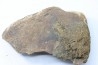 dinosaure freak: TRICERATOPS HORRIDUS