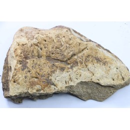 dinosaure freak: TRICERATOPS HORRIDUS