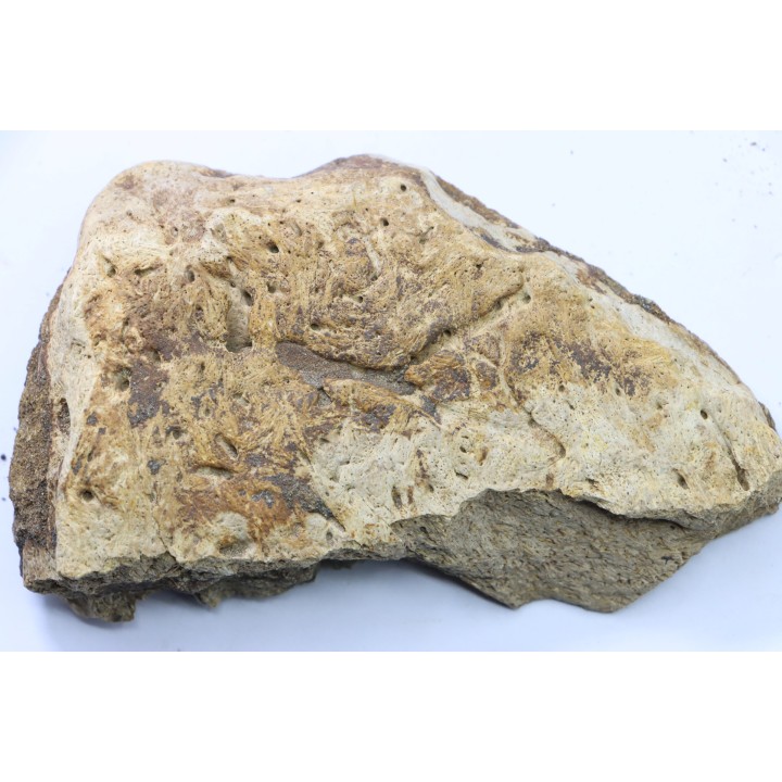 dinosaure freak: TRICERATOPS HORRIDUS