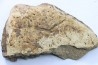 dinosaure freak: TRICERATOPS HORRIDUS