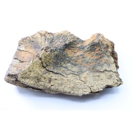 dinosaure freak: TRICERATOPS HORRIDUS