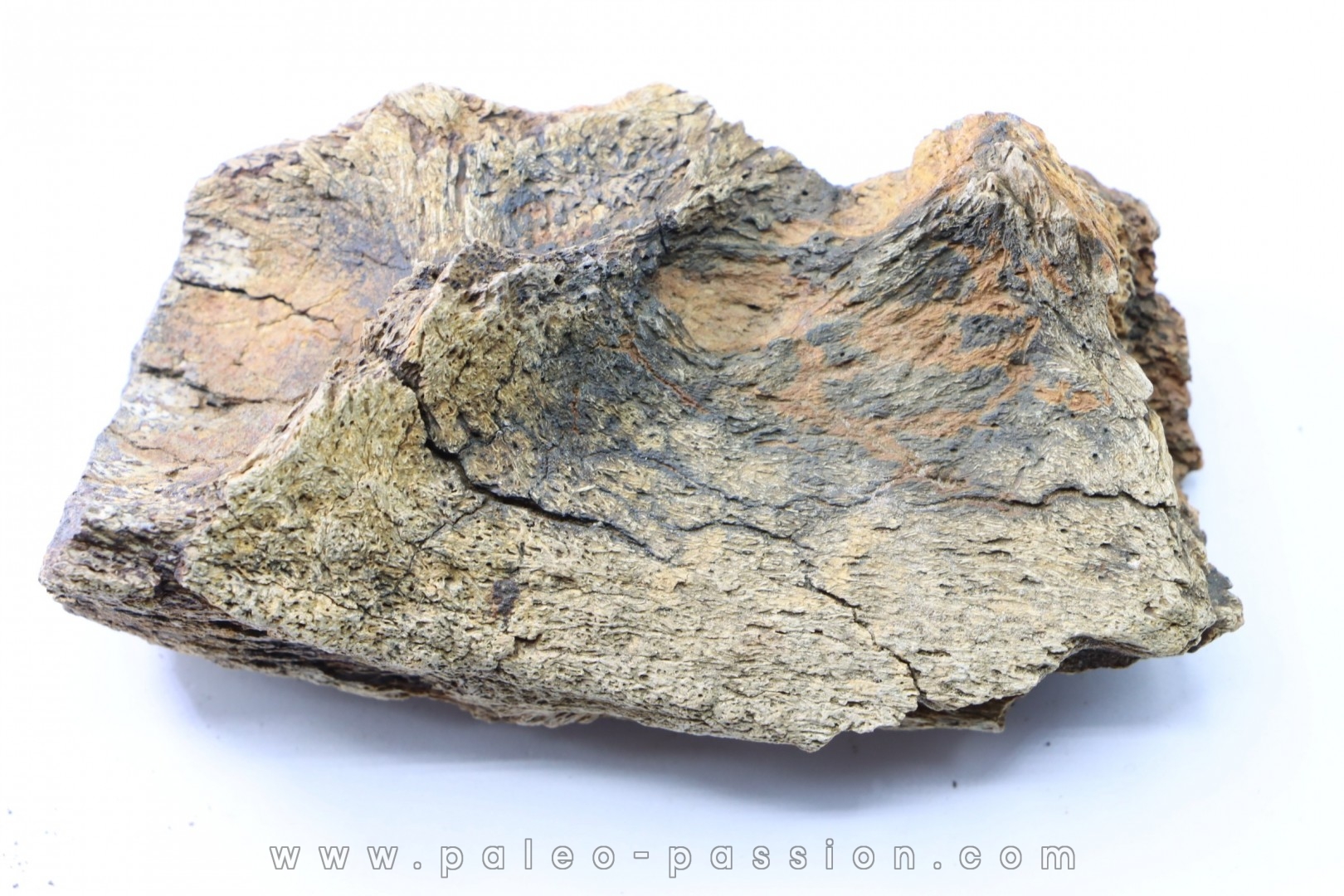 dinosaure freak: TRICERATOPS HORRIDUS