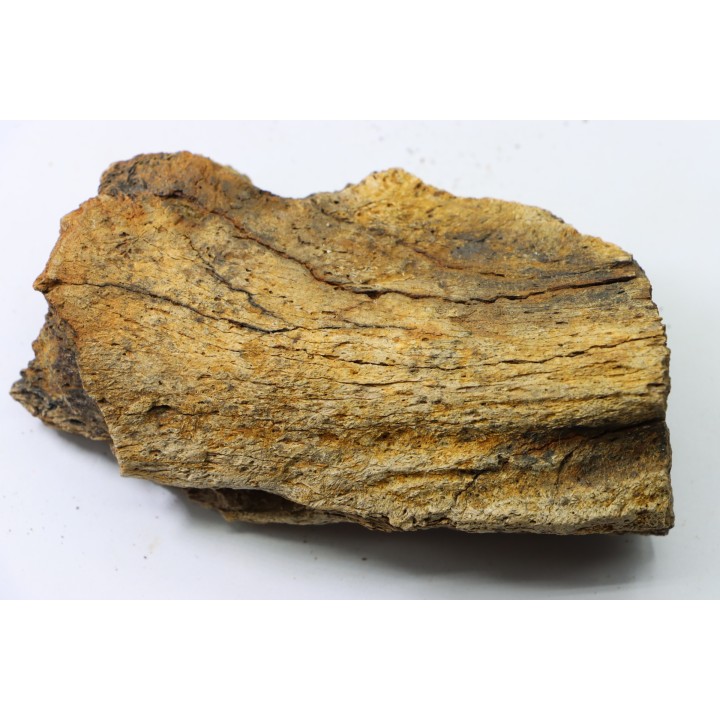 dinosaure freak: TRICERATOPS HORRIDUS