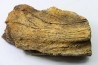dinosaure freak: TRICERATOPS HORRIDUS