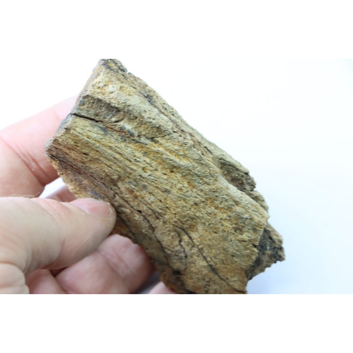dinosaure freak: TRICERATOPS HORRIDUS