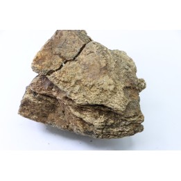 dinosaure freak: TRICERATOPS HORRIDUS