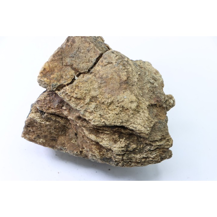 dinosaure freak: TRICERATOPS HORRIDUS