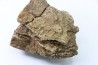dinosaure freak: TRICERATOPS HORRIDUS