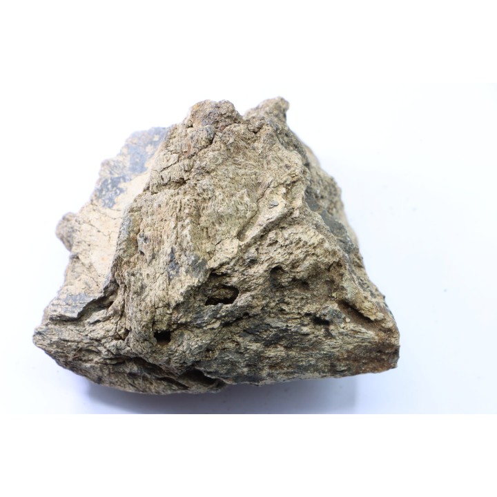 dinosaure freak: TRICERATOPS HORRIDUS