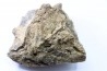 dinosaure freak: TRICERATOPS HORRIDUS