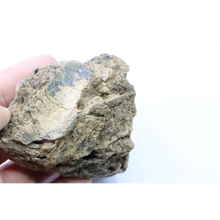 dinosaure freak: TRICERATOPS HORRIDUS