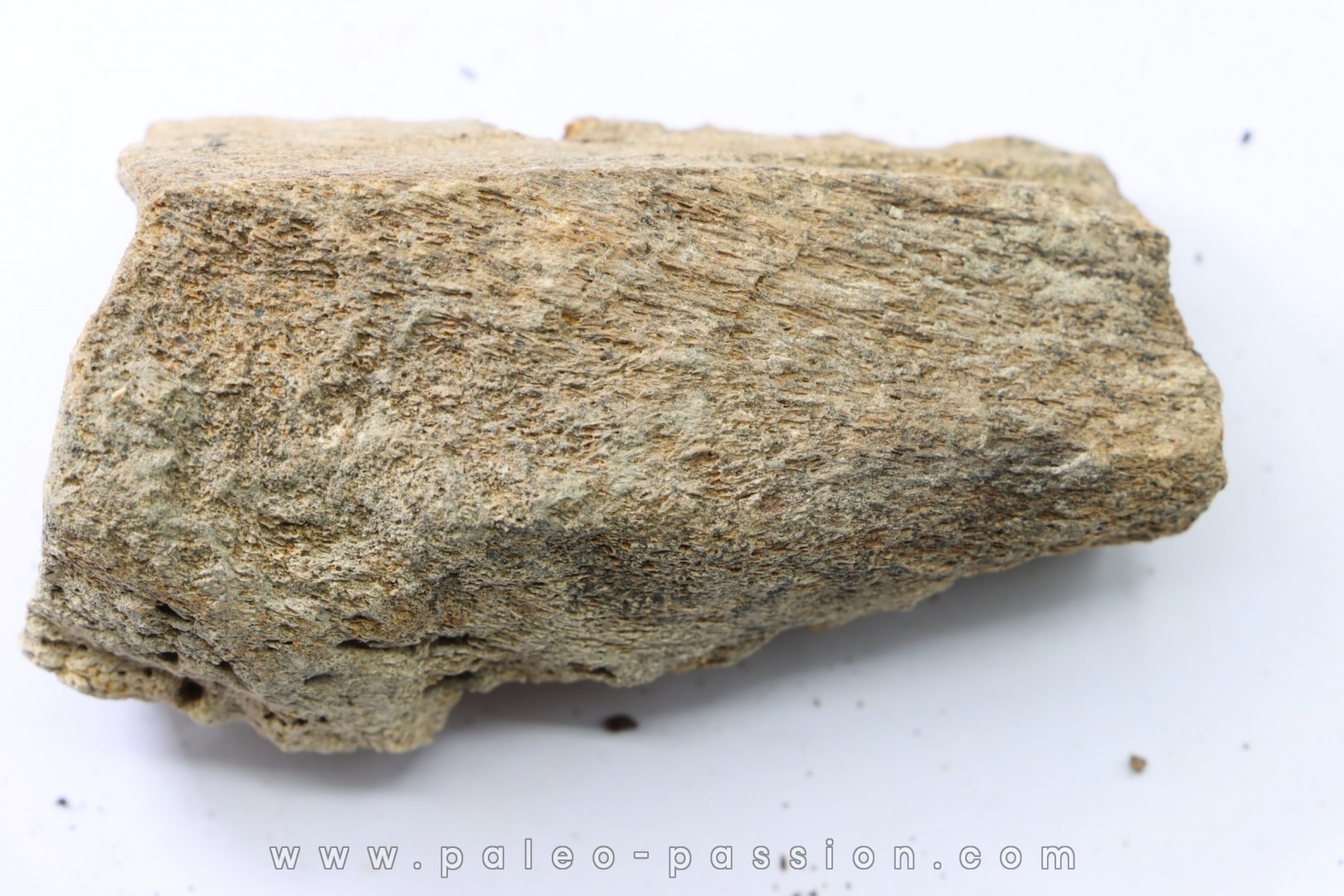Dinosaure: fragment de collerette de TRICERATOPS HORRIDUS - Hell Creek Fmt - crétacé sup. - Glendive County, Montana
