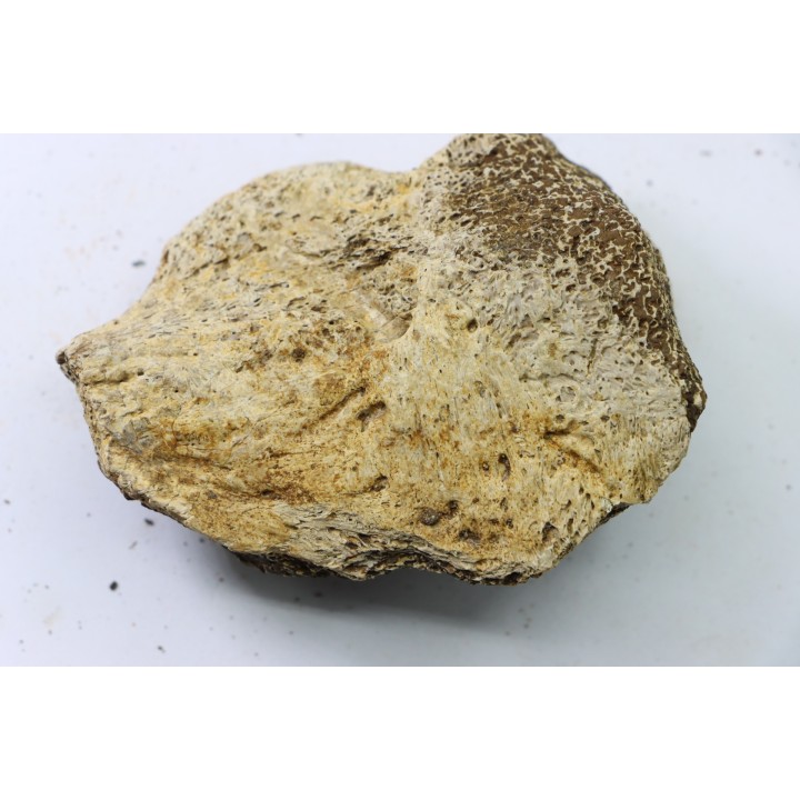 dinosaure freak: TRICERATOPS HORRIDUS