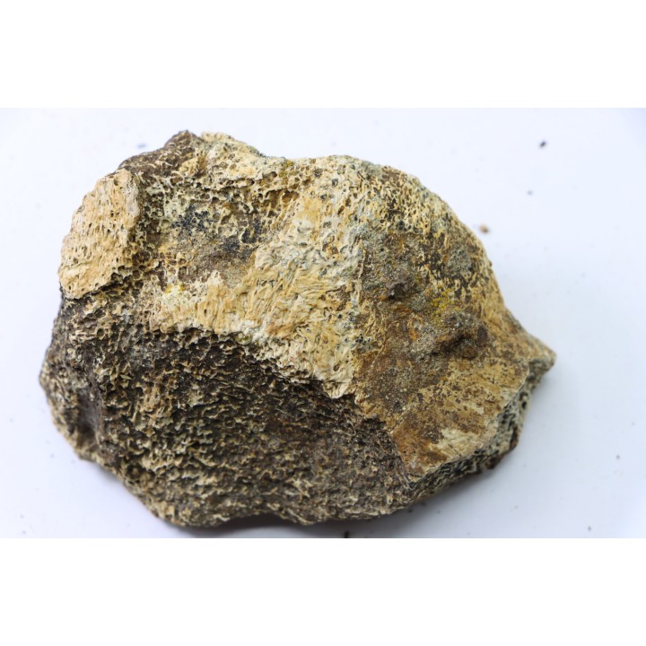 dinosaure freak: TRICERATOPS HORRIDUS