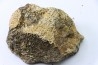 dinosaure freak: TRICERATOPS HORRIDUS