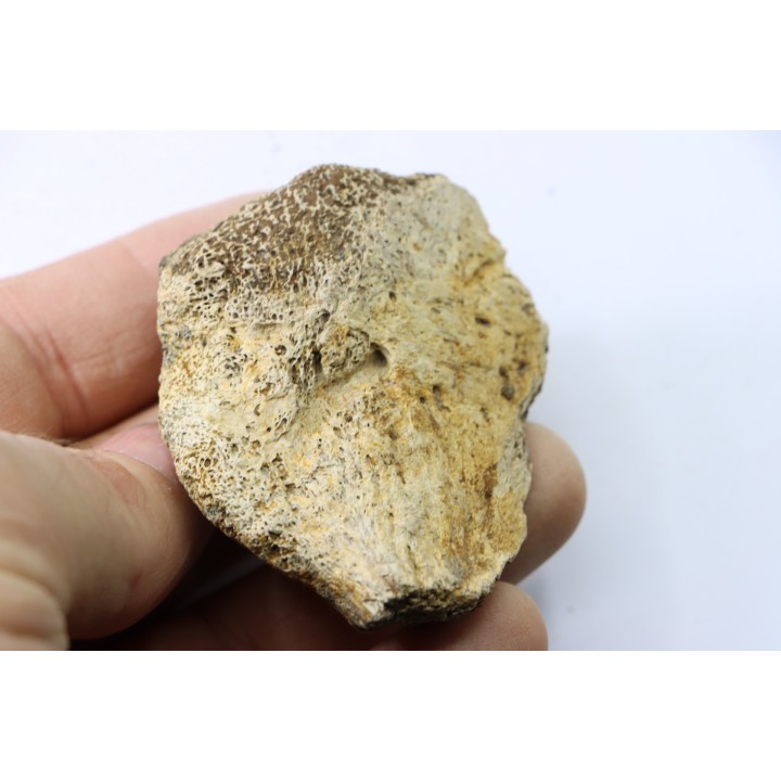 dinosaure freak: TRICERATOPS HORRIDUS