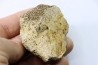 dinosaure freak: TRICERATOPS HORRIDUS