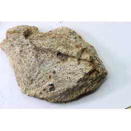 dinosaure freak: TRICERATOPS HORRIDUS