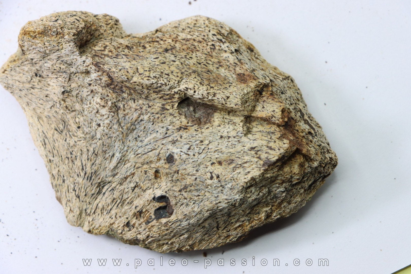 dinosaure freak: TRICERATOPS HORRIDUS