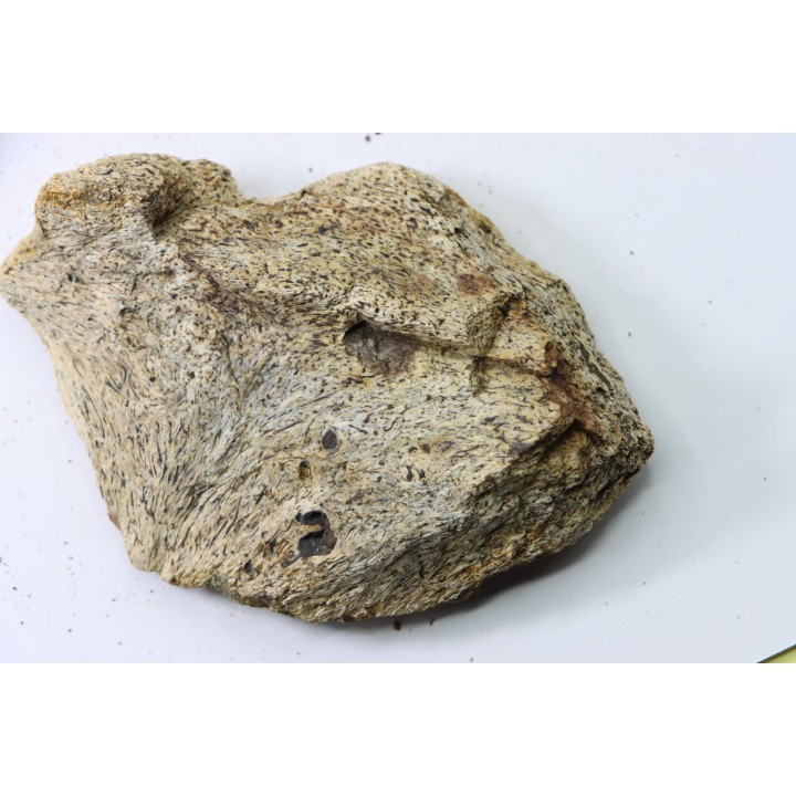 dinosaure freak: TRICERATOPS HORRIDUS