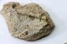 dinosaure freak: TRICERATOPS HORRIDUS