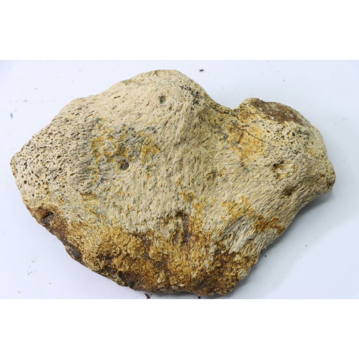 dinosaure freak: TRICERATOPS HORRIDUS