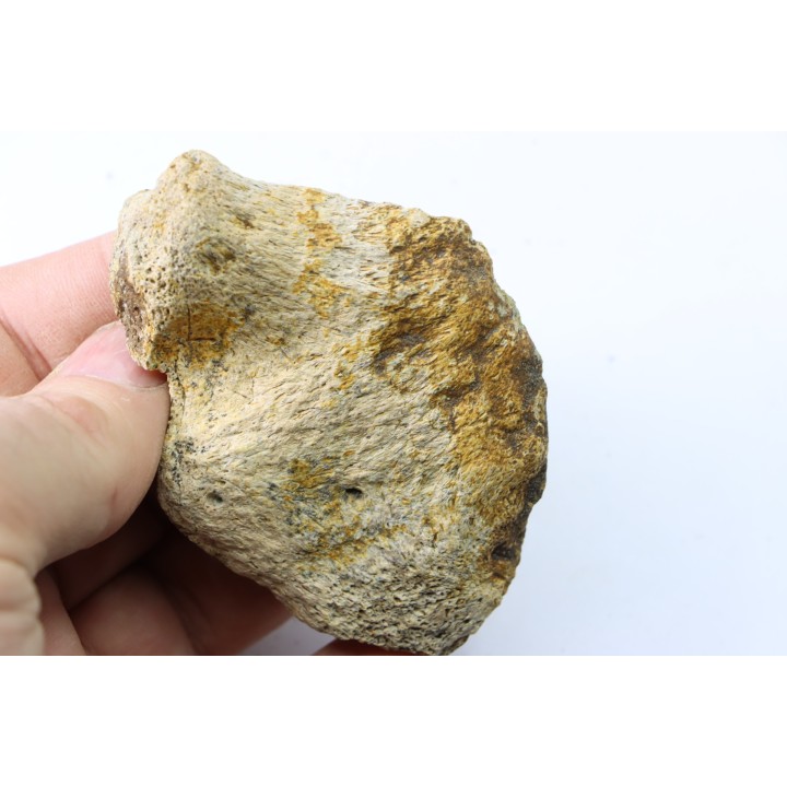 dinosaure freak: TRICERATOPS HORRIDUS
