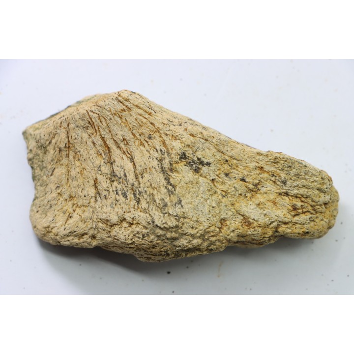 dinosaure freak: TRICERATOPS HORRIDUS