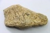 dinosaure freak: TRICERATOPS HORRIDUS